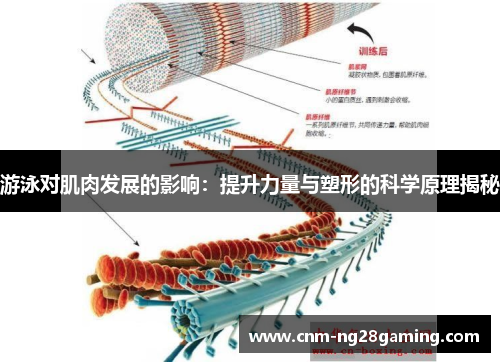 游泳对肌肉发展的影响：提升力量与塑形的科学原理揭秘